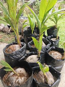 Kelapa Pandan gred Aaa