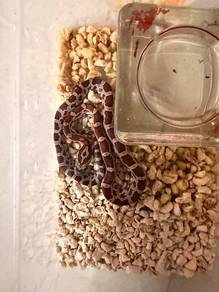 cornsnake