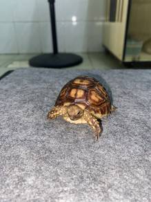 sulcata tortoise