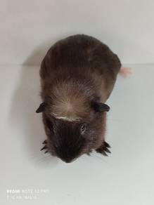 guinea pig jantan