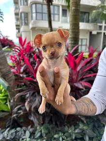 chihuahua available 