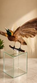 Burung Cenderawasih