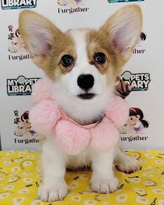 Welsh Corgi