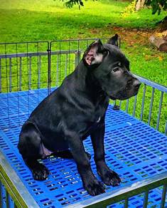 Cane Corso Puppy