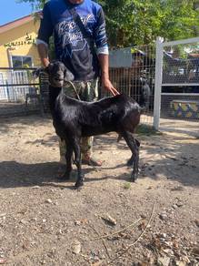 Kambing cross