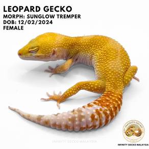 Leopard Gecko Adult Malaysia Sunglow Tremper Johor