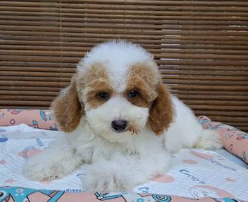 Maltipoo 
