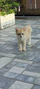 Kitten BSH NY12 Male