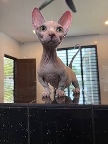 kucing sphynx bambino