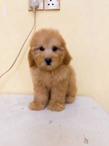Toy Poodle