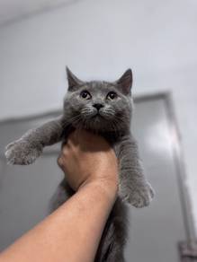 British Shorthair (BSH)