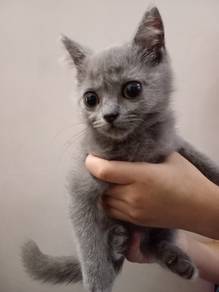 bsh kitten 