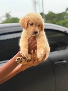 Golden Retriever Male Puppy