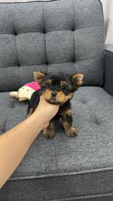Pure Breed Mini Yorkshire Terrier (Male) 小型约克夏