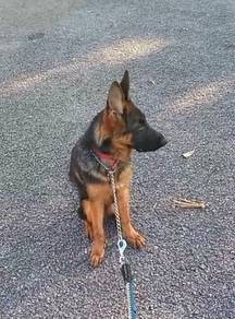 German Shepherd Puppy (6 months) available 🐶 