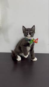 Tuxedo Scottish Straight Longfur