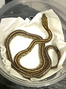 Caramel Tessera