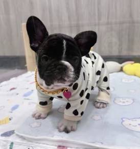 FRENCH BULLDOG PUPPIES 🌻A189 Cow Pattern New