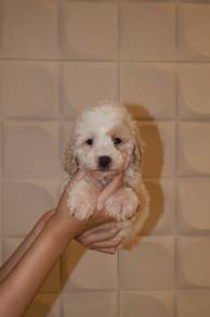 J0885 Maltipoo Charming and Gentle Puppy