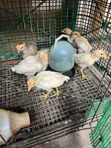 ayam ketawa (anak)