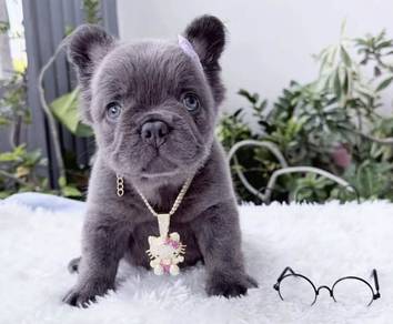 FRENCH BULLDOG PUPPIES VIP180🌻Fluffy 3months Girl