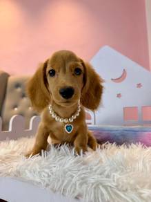 Long-Haired Mini Dachshund  🐾✨