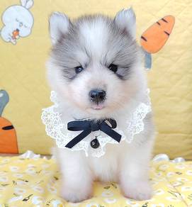 Husky