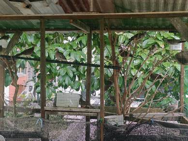 Burung Tekukur