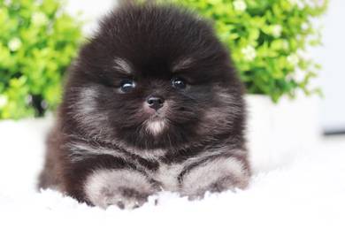 Pomeranian