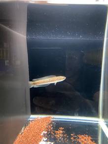 Ikan Channa Rsp Kalimaya Red Spot