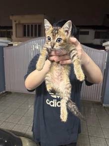 Kitten For Adoption