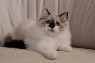 Ragdoll