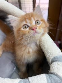 British Longhair mix Main coon