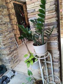 pokok hidup / pokok hijau 