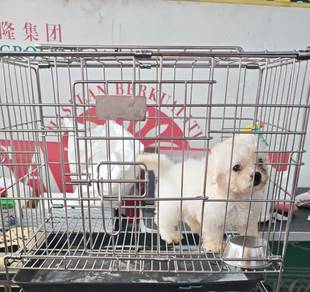 Bichon puppy