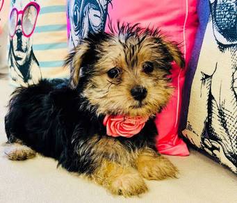 Barky Silkese tiny fluffy dog with long soft hair