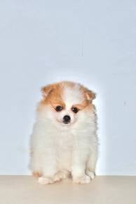 D36 Tiny Pomeranian Dog