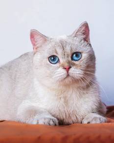 Bsh (British shorthair Golden pointed)