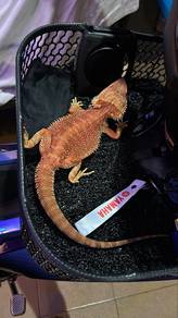 bearded dragon