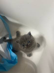 female kitten