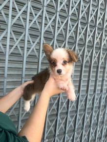 corgi