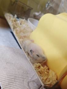 Dwarf hamster 