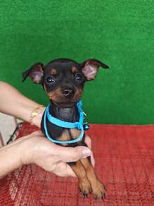 New! Mini Pinscher Male 1608B