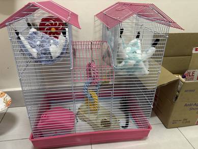 sugar glider (jantan &betina)