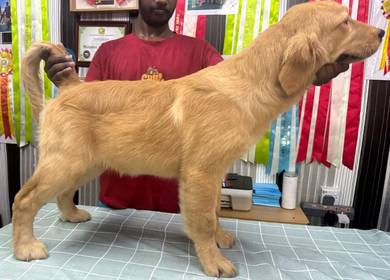 Golden Retriever Puppy