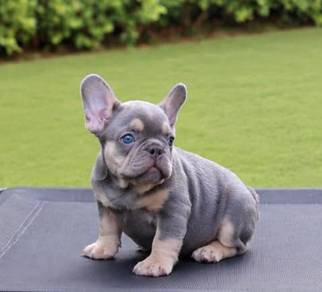 FRENCH BULLDOG PUPPIES FQ229 🌻 Premium Quality