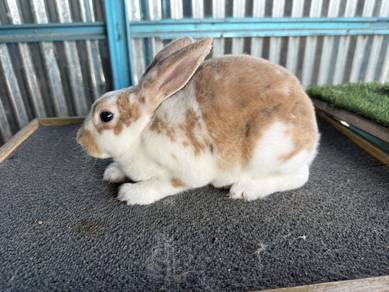 Arnab Minirex