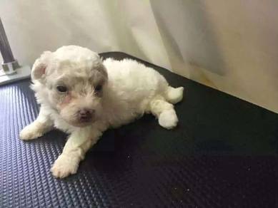 Maltipoo 