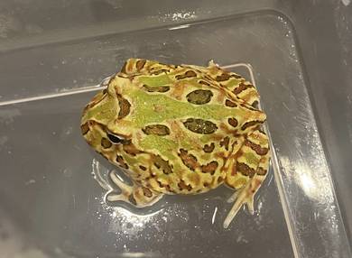 Chocolate Peppermint Pacman Frog