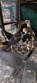 Anak ayam batang kaki